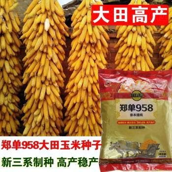 新品99王玉米种子图片