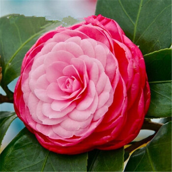 茶花苗室内盆栽植物山茶花树四季开花绿植大苗当年开花绿植花卉 美人