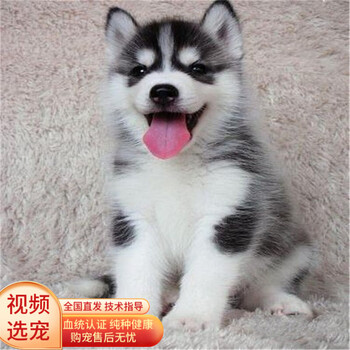 绿柒号 哈士奇幼犬活体宠物狗狗活体幼崽哈士奇纯种二哈幼犬西伯利亚雪橇犬三火烟灰色哈士奇中型犬宠物狗狗入门级公 图片价格品牌报价 京东 绿柒号 哈士奇幼犬活体宠物狗狗活体幼崽哈士奇纯种二哈幼犬西伯利亚雪橇犬三火烟灰色哈士奇中型犬宠物狗狗入门级公 图片价格品牌报价 京东