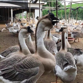 京沭現殺潮汕獅頭鵝整隻老鵝三年整隻農家大鵝掌鵝翅鵝肉淨重1314斤