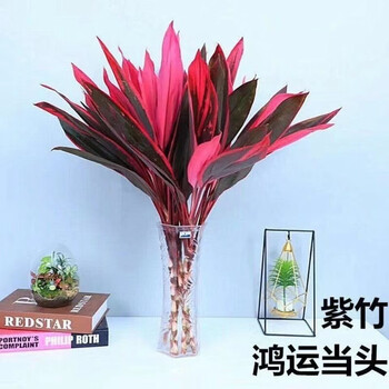 采缇花瓶花艺鸿运竹鸿运当头大叶竹水培水养土培绿植花卉室内净化 10棵装【随机发货】