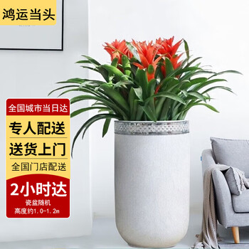 经典大型绿植商品,价格走势与趋势分析