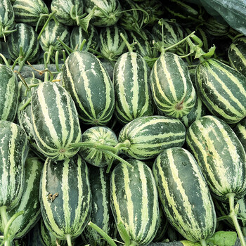 山东博洋9号甜瓜新鲜5斤博洋蜜瓜应季水果现摘现发整箱 1500g 吃货装