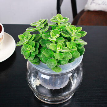 l薄荷水培植物盆栽花卉室内盆景绿色植物薰衣草办公室盆栽碰碰香