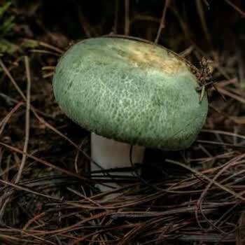 青头菌种绿胎菌菌种青蝶花菌种食用菌种植包阳台盆景栽培 青头菌菌种