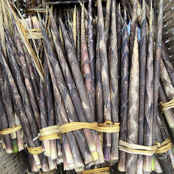 嫩个 贵州八月笋嫩笋新鲜竹笋带壳小竹笋细刺竹笋现摘现发500 1500g