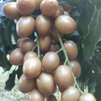 铭证黄皮果树苗嫁接无核甜黄皮贵妃黄皮紫肉黄皮南方种植当年结果广西