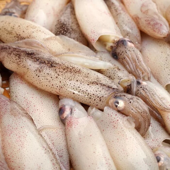 恺蒂鲜新鲜海兔鲜活海兔子笔管鱼带籽小海兔子海鲜籽乌半斤2斤可选5斤