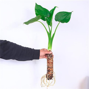 睿格达滴水观音盆栽水培大叶千手观音盆栽花小植物室内桌面盆景滴水