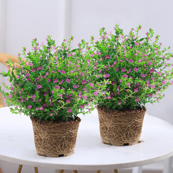 奇花异草 满天星盆栽带花苞四季开花不断植物室内阳台庭院好养易活观