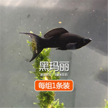 活体宠物热带观赏鱼金银黑皮球玛丽除油膜胎生鱼红箭红白剑米奇月光牡丹小型活体鱼3厘米黑玛丽1条 图片价格品牌报价 京东 活体宠物热带观赏鱼金银黑皮球玛丽除油膜胎生鱼红箭红白剑米奇月光牡丹小型活体鱼3厘米黑玛丽1条 图片价格品牌报价 京东