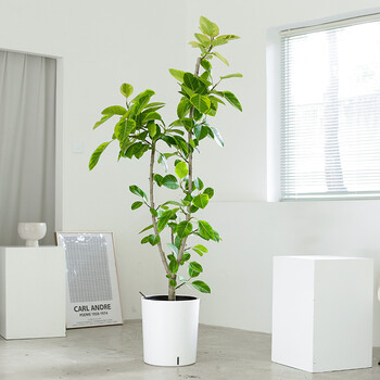 【京选推荐】青叶橡皮树盆栽黄金榕富贵榕北欧风室内盆景客厅绿植大型