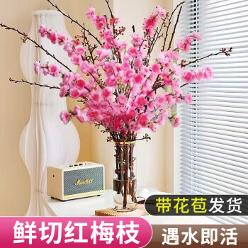 2023年12月27日更新【万能白菜价】的图片 第78张