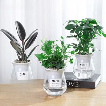 豆瓣绿绿萝袖珍椰子办公室内桌面绿植桌面花橡皮树鸭脚木常春藤玻璃盆