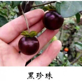 金弹子可挂果盆栽四川小叶金单子带造型观果盆景小苗母桩练手母带 黑