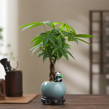 八芽盆栽发财树植物室内禅意招财树盆景办公室桌面绿植源头直发包邮 辫子发财树-圆肚盆-熊猫-密胺托 含盆