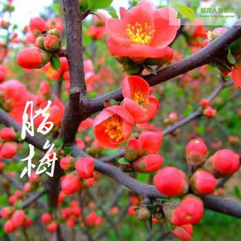 故园梅花树苗室内庭院浓香型花卉腊梅花树苗盆栽包邮腊梅盆景树桩带花苞红梅苗黄梅苗3年苗 图片价格品牌报价 京东 故园梅花树苗室内庭院浓香型花卉腊梅花树苗盆栽包邮腊梅盆景树桩带花苞红梅苗黄梅苗3年苗 图片价格品牌报价 京东