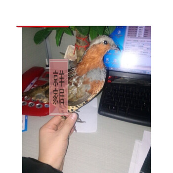 定做竹鸡标本竹鸡假媒竹鸡标本假媒竹鸡标本假媒竹鸡标本假媒竹鸡标本