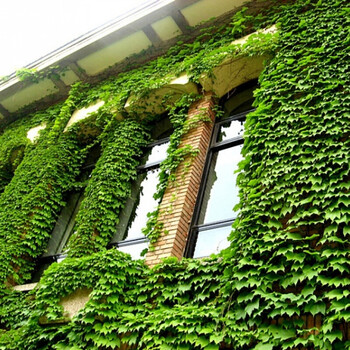 爬墙攀援花卉苗墙的绿装爬墙高手攀缘植物房屋美化五叶