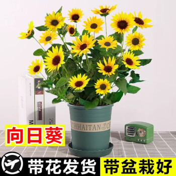 京悠雨德国品质向日葵盆栽带花四季开花光辉岁月太阳花苗好养活室内花卉 多头向日葵 带花(原盆) 带盆栽好