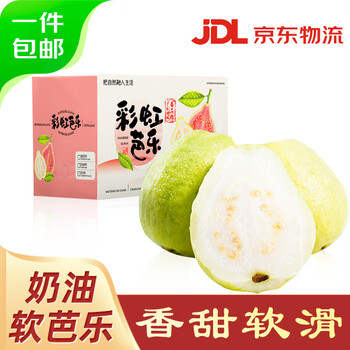 京鲜生 树熟软糯奶油芭乐 净重3斤装单果150g+ 番石榴 源头直发包邮