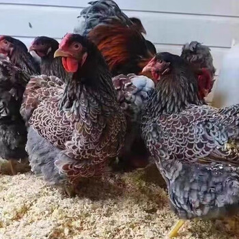 半大鱼鳞鸡活体批发脱温怀特鸡观赏鸡半斤怀恩多特黑白怀特包活 公母