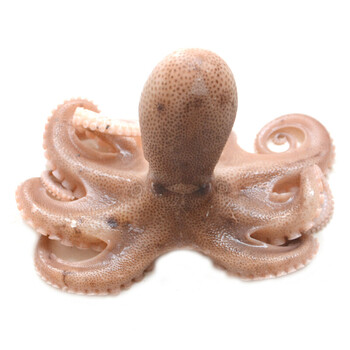 湛航 新鲜小章鱼 海鲜水产鲜活迷你八爪鱼新鲜短腿小八爪鱼冷冻章鱼 5