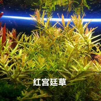 后景草集合蜈蚣草活体水草热带鱼虾缸鱼缸造景真水草红宫廷整盆10支 图片价格品牌报价 京东