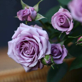 盆栽带花苞室内外四季观花植物大花月季蔷薇 紫美人(月月开带花苞) 含