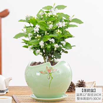 花翁茉莉花苗 花翁茉莉花苗盆栽带花苞重瓣浓香型花卉绿植物室内阳台庭院四季开茉莉花 高款莲舞陶瓷盆 行情报价价格评测 京东