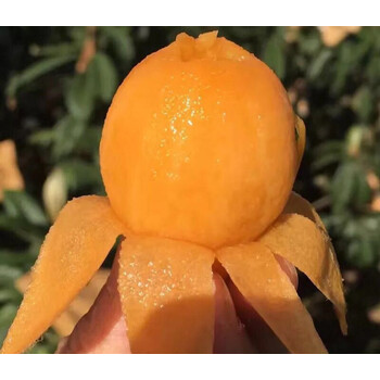 无核砂糖枇杷树苗无籽枇杷苗嫁接果树苗种植 5年苗 81cm(含)-110cm(含