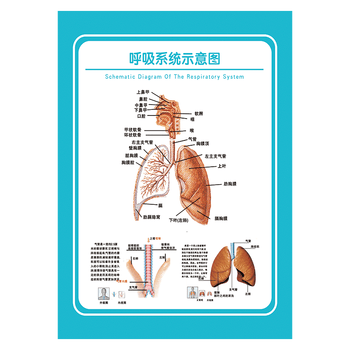 wsa52-09 呼吸系统示意图 60*40厘米 覆膜防水pp贴纸