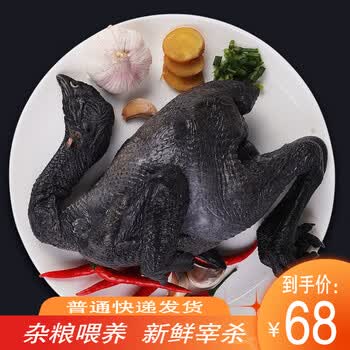 乌鸡五黑鸡乌骨鸡月子鸡新鲜现杀冷冻营养美味 特价 1只装(普通快递)