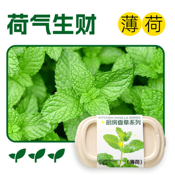 小花农儿童蔬菜种植小盆栽种子幼儿园植物生长观察实验套装玩具 厨房香草【薄荷】