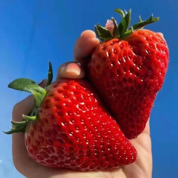 MPPMCK大凉山 红颜99草莓 奶油草莓  下单拍2份合发一箱 红颜99草莓8 2斤装 净重1.5斤  单果25-45g*