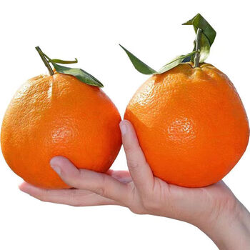 言象四川春见耙耙柑  9斤装净重8斤 包装随机发 甄选粑粑柑4 净重8斤 果 直径（80mm+）/