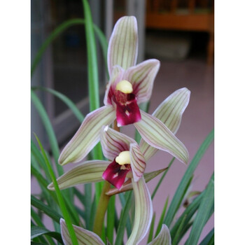 富山奇蝶兰花苗带花苞浓香客厅好养室内绿植盆栽四季建兰 二红素连瓣