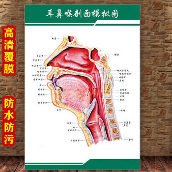 解剖系统示意图医学宣传挂图人体结构海报梦倾城 yt323-18 耳鼻喉侧