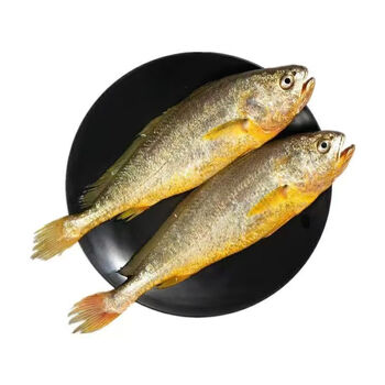 (肉质鲜美)黄花鱼特大新鲜冷冻大黄鱼400-500克/条 大黄鱼 * 1条
