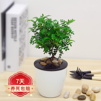 若绿 绿萝水培植物室内阳台桌面蓄水盆盆栽水培四季可养居家免打理 清香木  白色蓄水盆