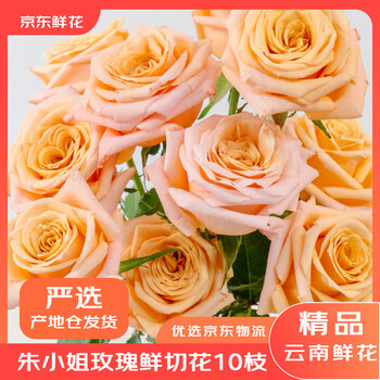 京东鲜花【产地仓严选】昆明朱小姐玫瑰鲜花10枝复色玫瑰渐变源头直发