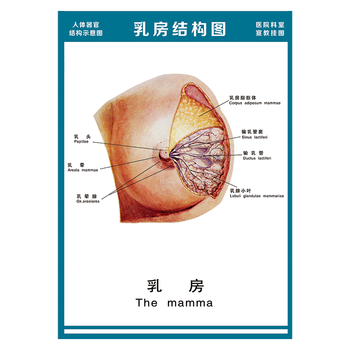 解剖图全身骨骼图宣传画墙贴画覆膜防水贴纸wsa51wsa5115乳房结构图