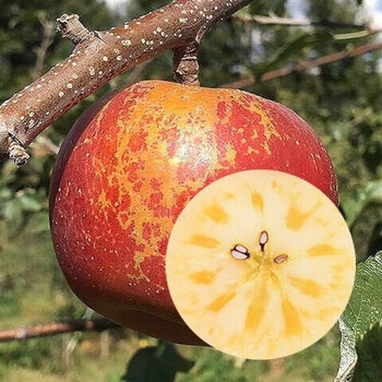 【长在高原】山西运城糖心丑苹果2/5/9斤装果径(75-100mm)新鲜 2个丑