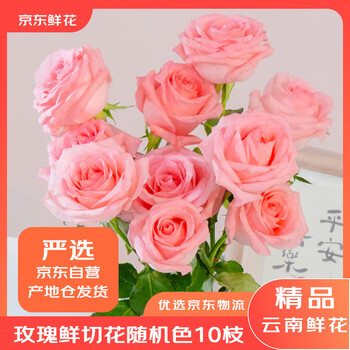 京东鲜花 玫瑰颜色随机家庭插花云南基地随机玫瑰10枝源头直发