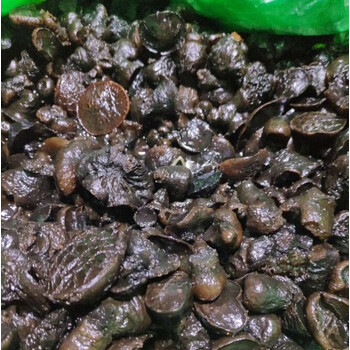 东北长白山野生猪嘴蘑菇猪嘴蘑猪拱嘴500g野生新鲜