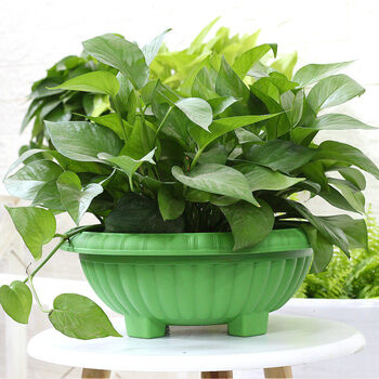 花盆大树脂塑料加厚吊兰圆形花盆 阳台绿植四吊兰圆形花 豆绿色单独盆