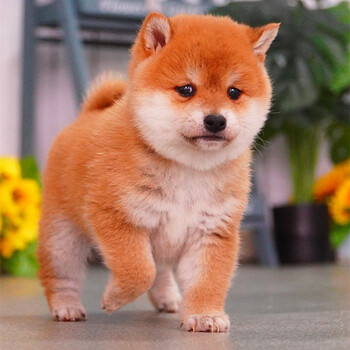 日本柴犬幼犬纯种豆柴活体宠物狗家养犬黑白赤柴小型犬幼崽宠物狗狗