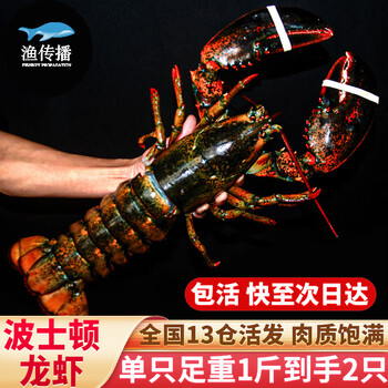 渔传播【活鲜】波士顿龙虾鲜活波龙1斤/只*2只 大虾端午节 包活源头直发