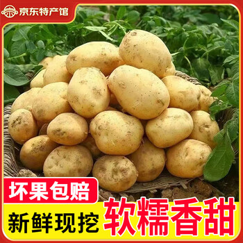播州鲜 新鲜土豆高山马铃薯土豆黄皮黄心土豆 5斤
