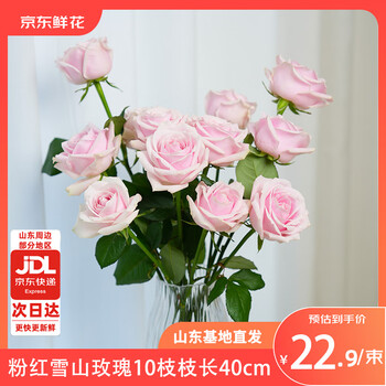 京东鲜花玫瑰花粉红雪山10支枝长40cm花苞发货山东基地源头直发